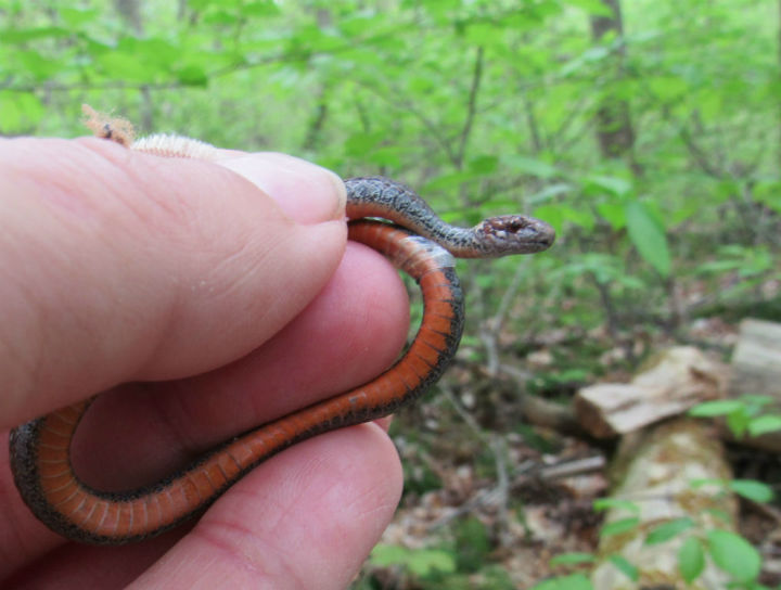 Redbelly Snake